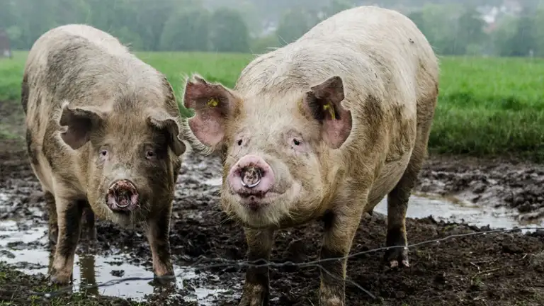 To grise der står i mudder på mark