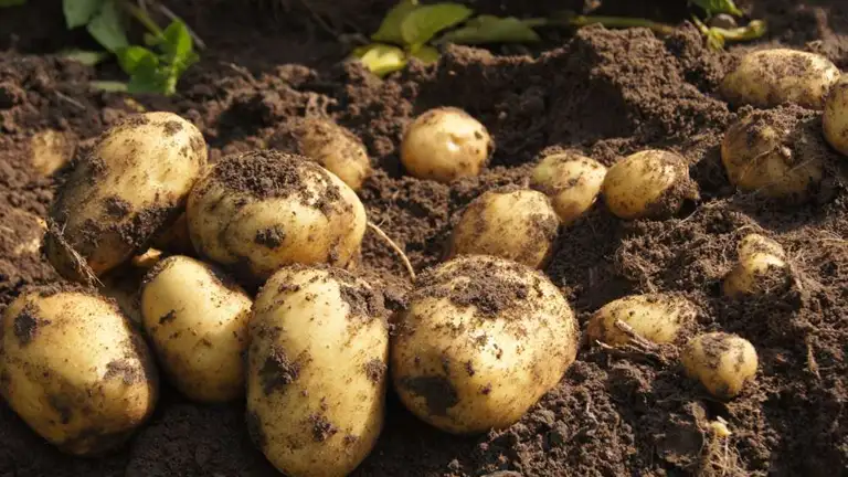 Kartofler på en mark med jord på